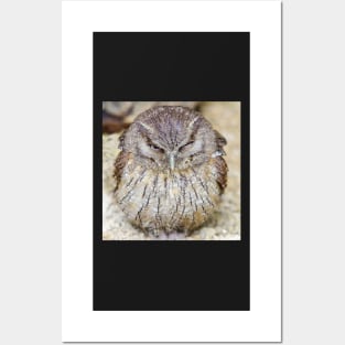 grumpy  owl Posters and Art